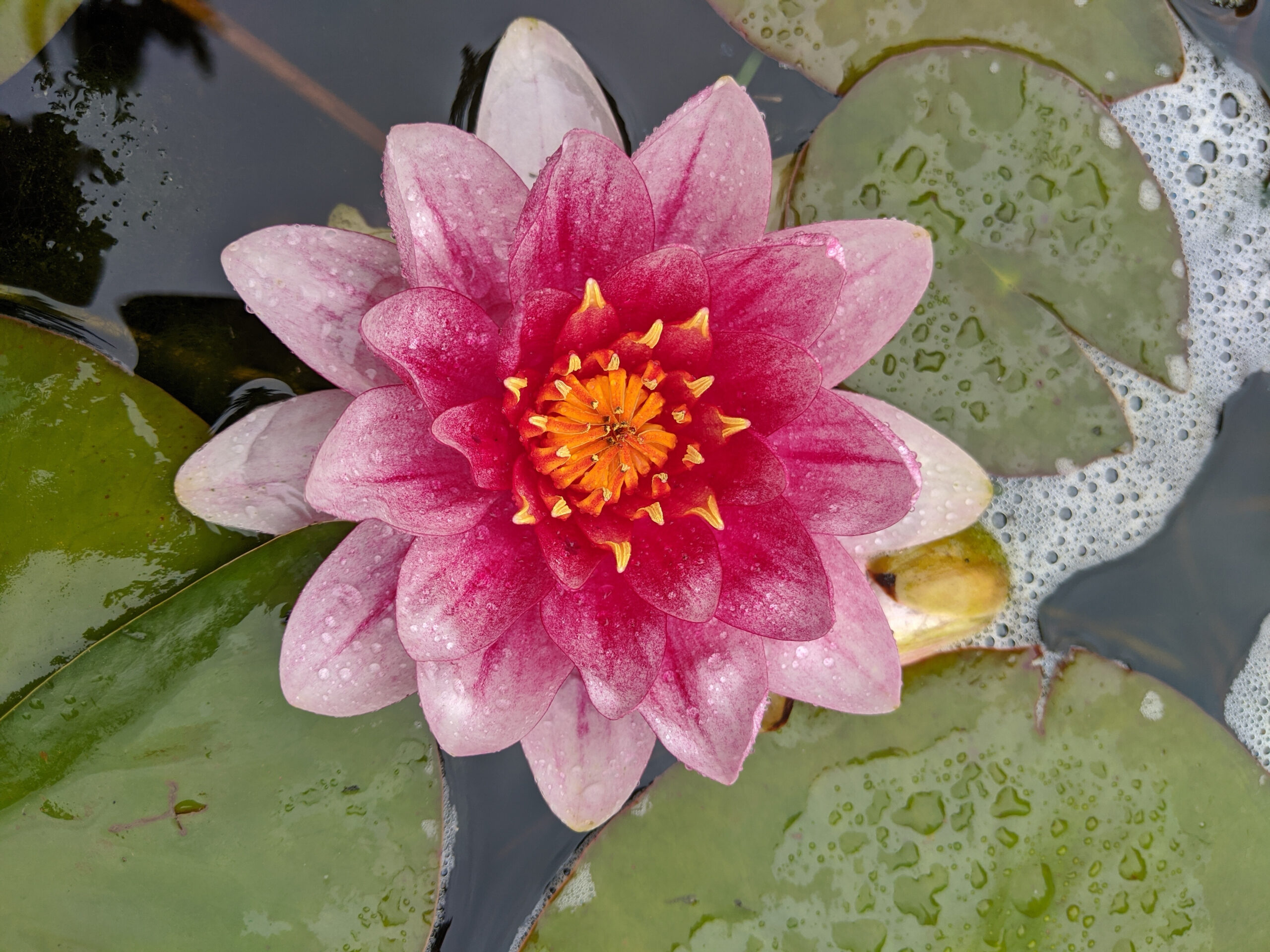 Gallery Morris Landscaping & Tree Service Edmonton