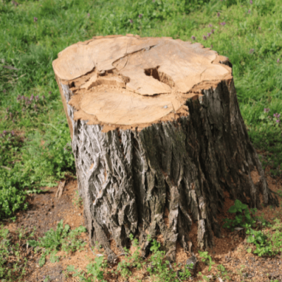 Stump Grinding 2 Stump Grinding