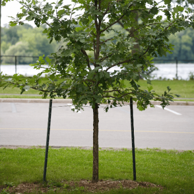 Tree & Shrub Planting 2 Tree & Shrub Planting