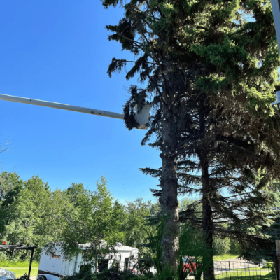 tree-services-2 Tree Services by Morris Landscaping and Tree Service